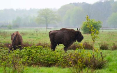 Nooit meer vast in een wildrooster